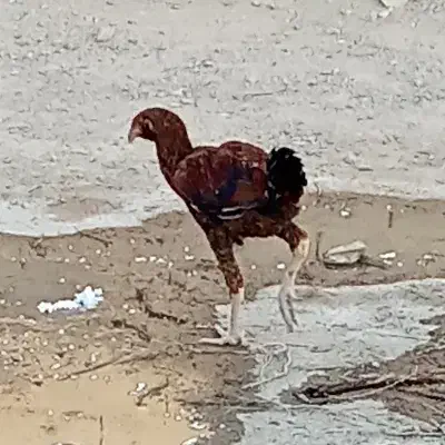 خ ر و. س|حیوانات مزرعه|زهک, |دیوار