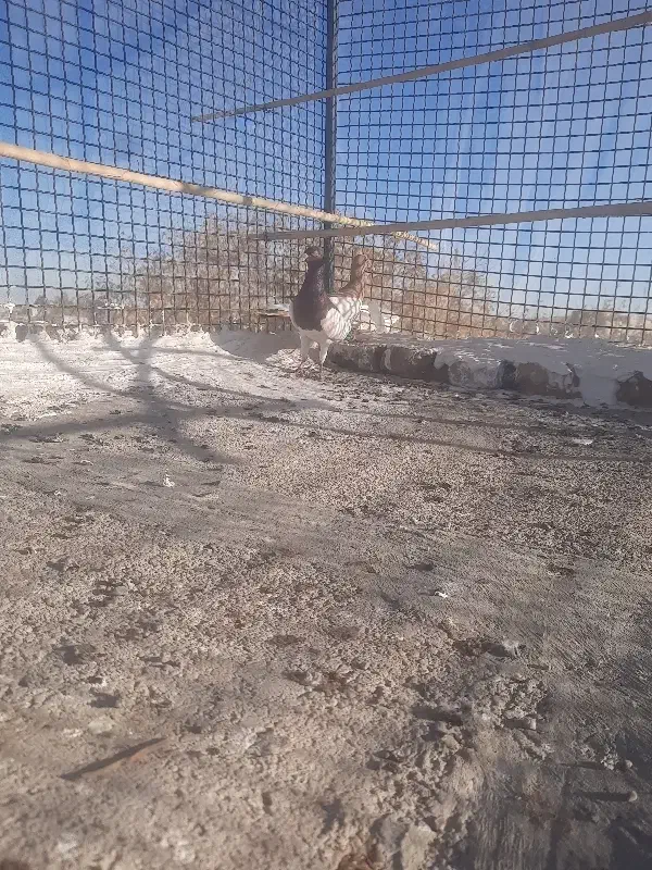 یه جفت قارا سیاه نرماده‌|پرنده|تاکستان, |دیوار