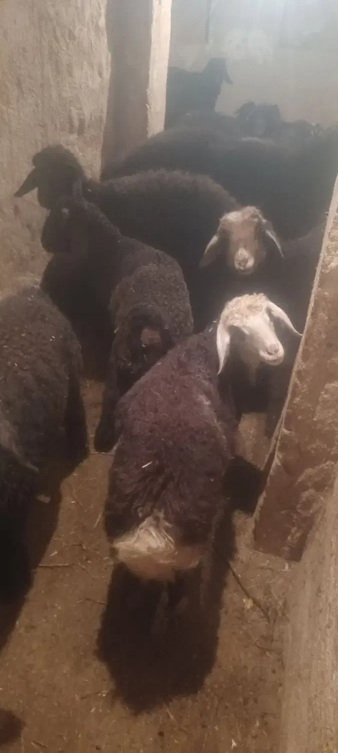 بره|حیوانات مزرعه|مرودشت, محمد آباد|دیوار