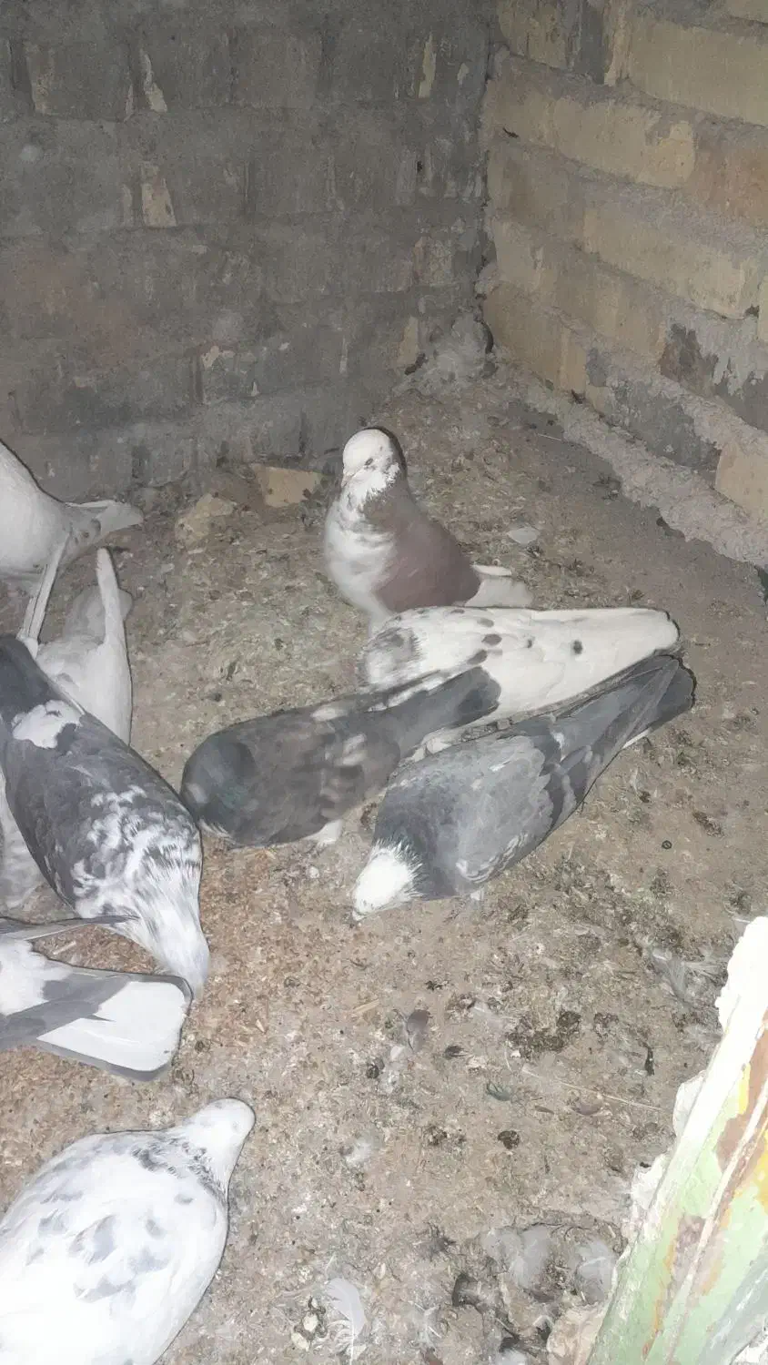 کبوترپرشی|پرنده|چادگان, |دیوار