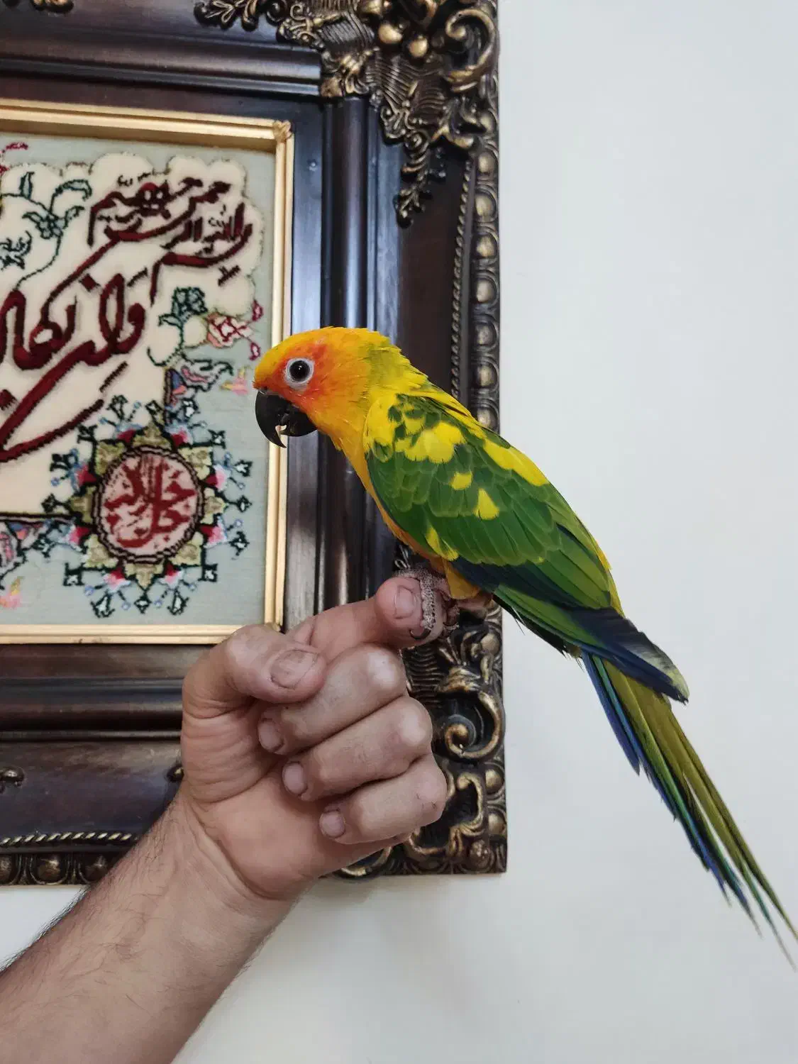 خورشیدی راهب عروس هلندی جوجه|پرنده|تهران, وحیدیه|دیوار