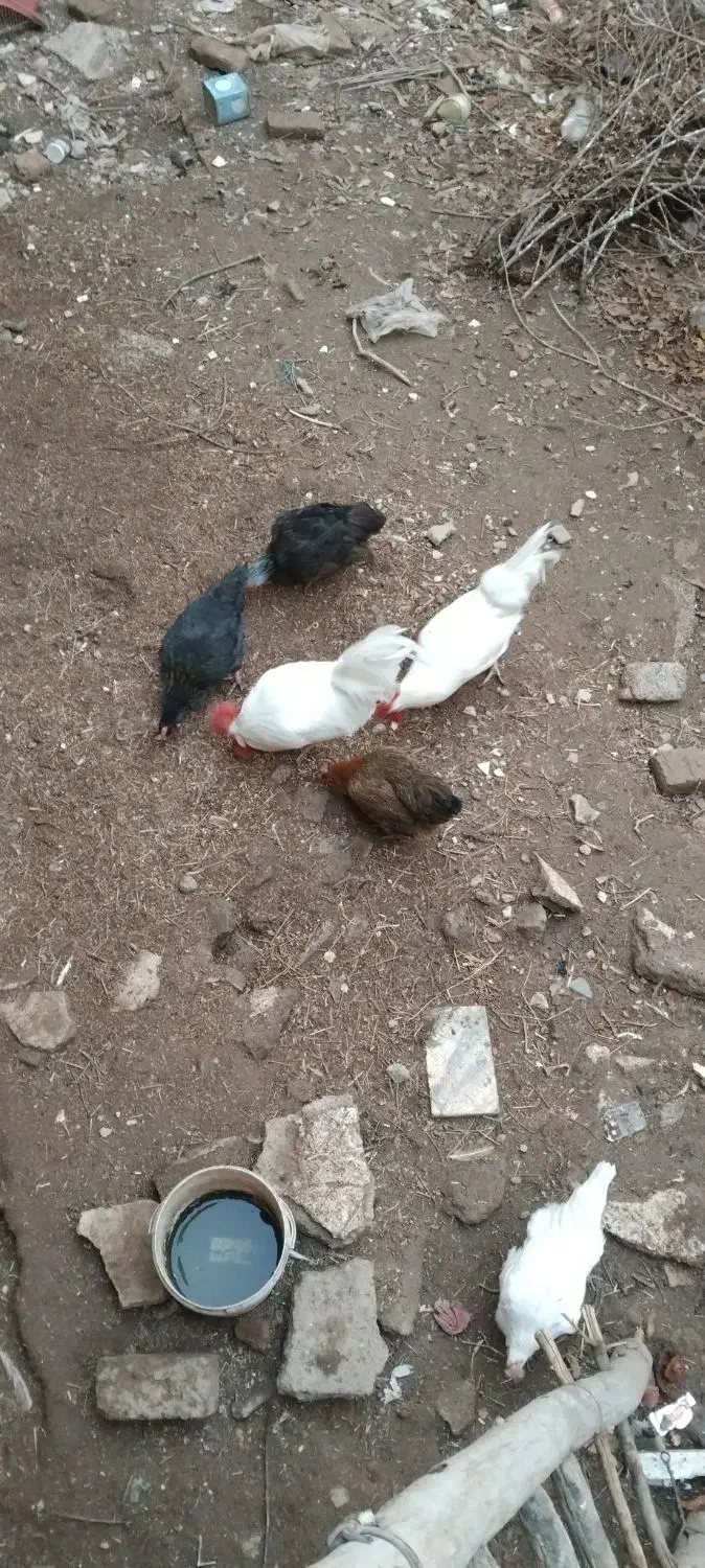 یک عددکالسکه|اسباب و اثاث بچه|ورامین, خیر آباد|دیوار