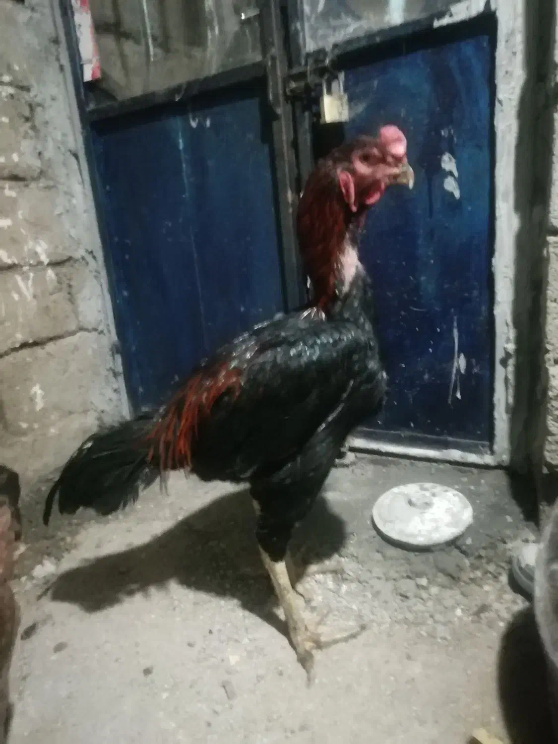 دوتا خروس افغان خالص|حیوانات مزرعه|وزینه, |دیوار