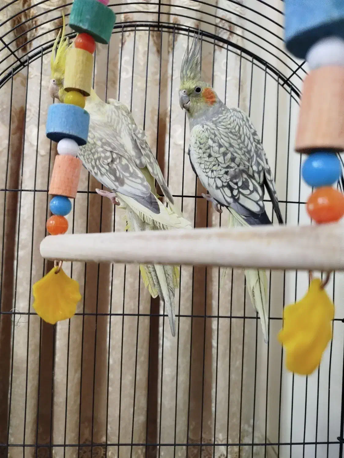 جفت عروس هلندی گل باقالی زیبا و بازیگوش|پرنده|تهران, یافتآباد|دیوار