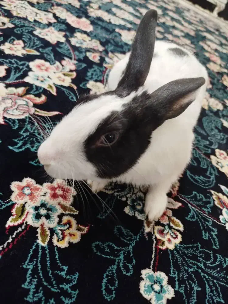 خرگوش|موش و خرگوش|شهریار, شهرک امیریه|دیوار