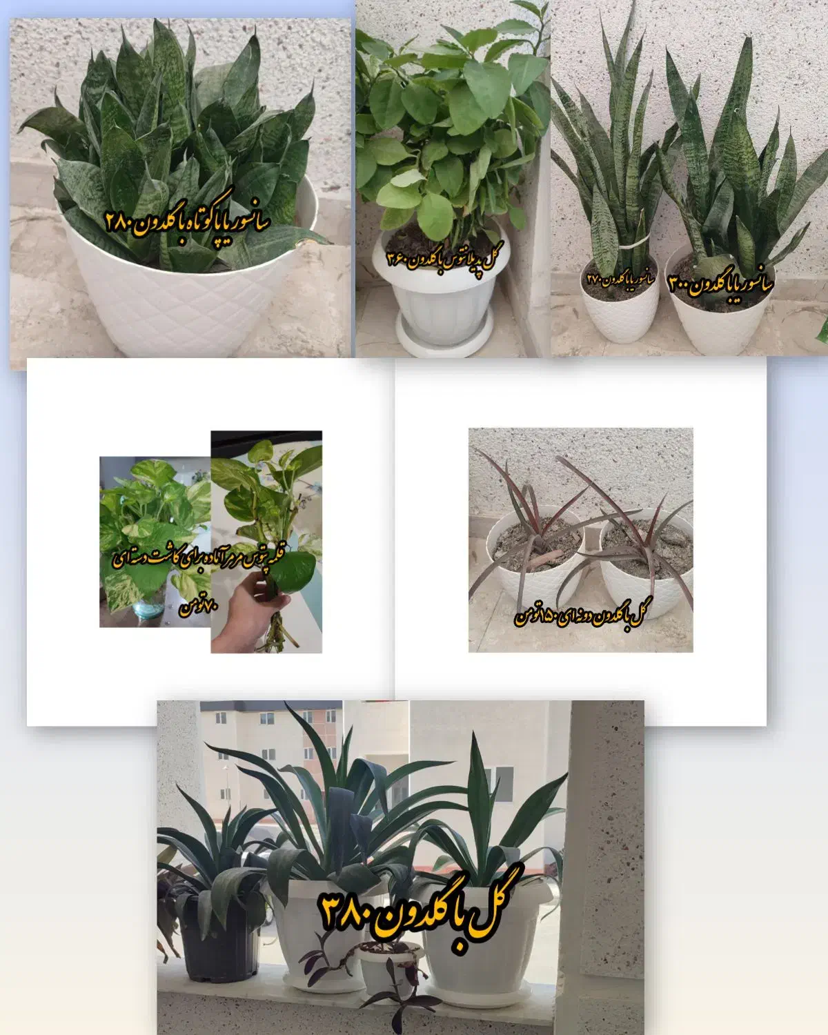 گلها همراه با گلدون فروشی|گل و گیاه طبیعی|کنارک, |دیوار