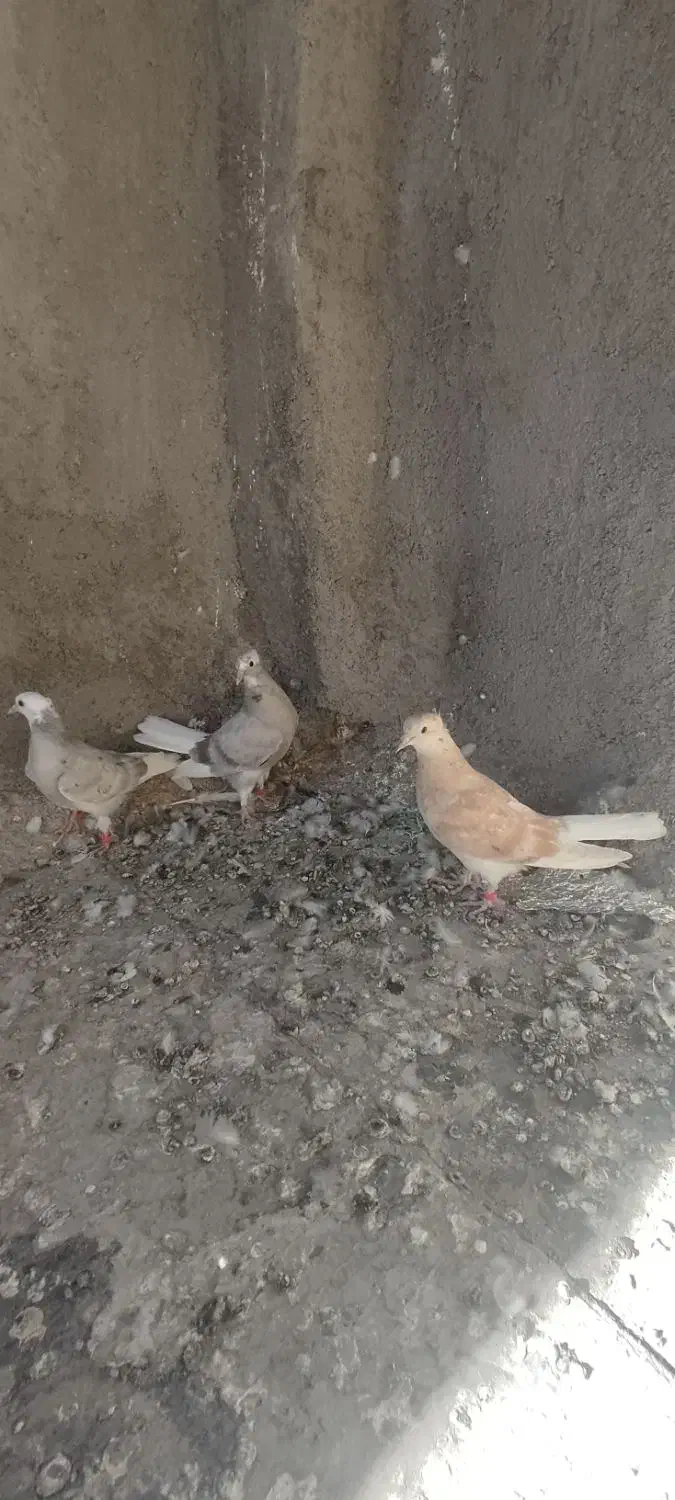 دم سفید|پرنده|فردوس (خراسان), |دیوار