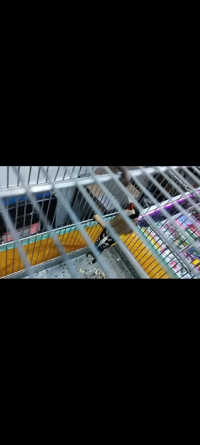 سهره ۲ خال حلب|پرنده|تهران, تولید دارو|دیوار