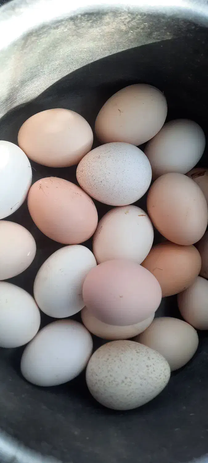 تخم مرغ محلی|خوردنی و آشامیدنی|تربت‌حیدریه, باغ سلطانی|دیوار