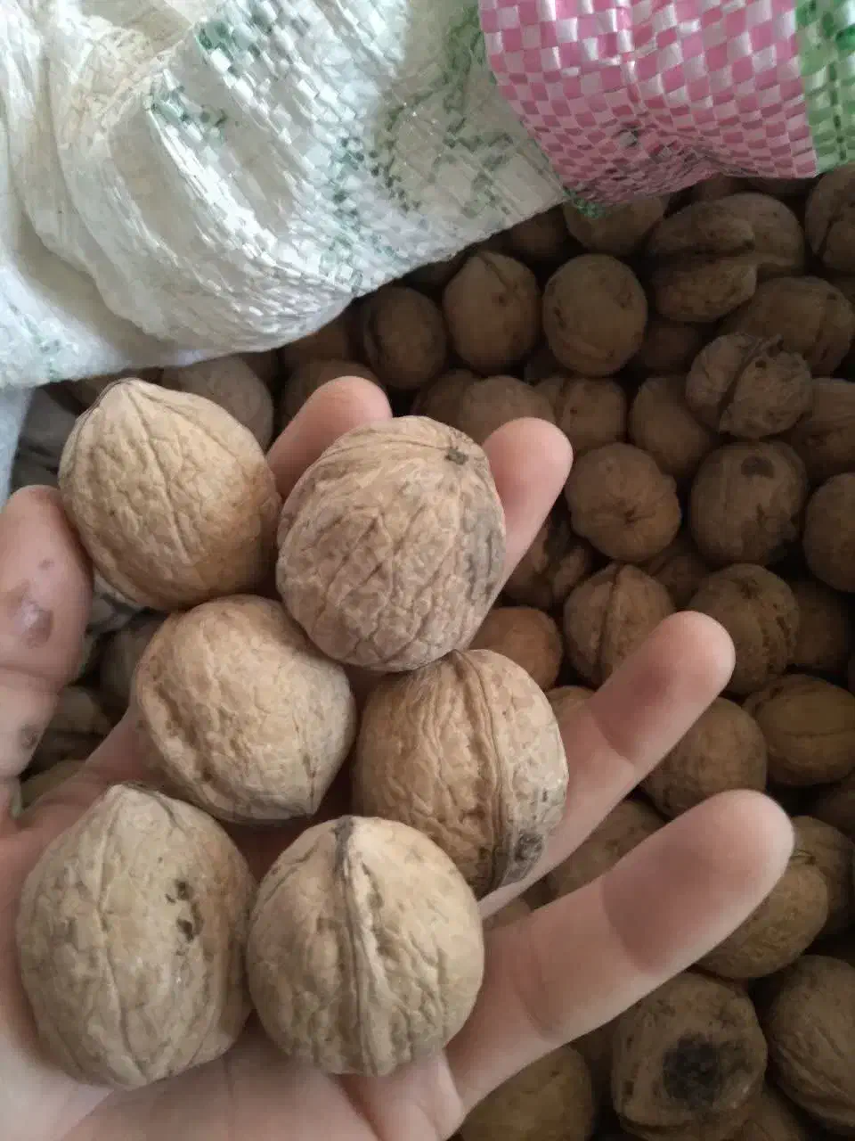 گردوباپوست موجودکیلو370|خوردنی و آشامیدنی|بهشهر, |دیوار