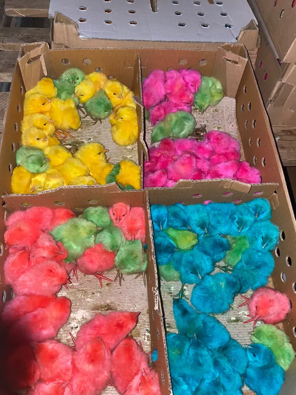 جوجه رنگی ارسال از قم|حیوانات مزرعه|خرمآباد, |دیوار