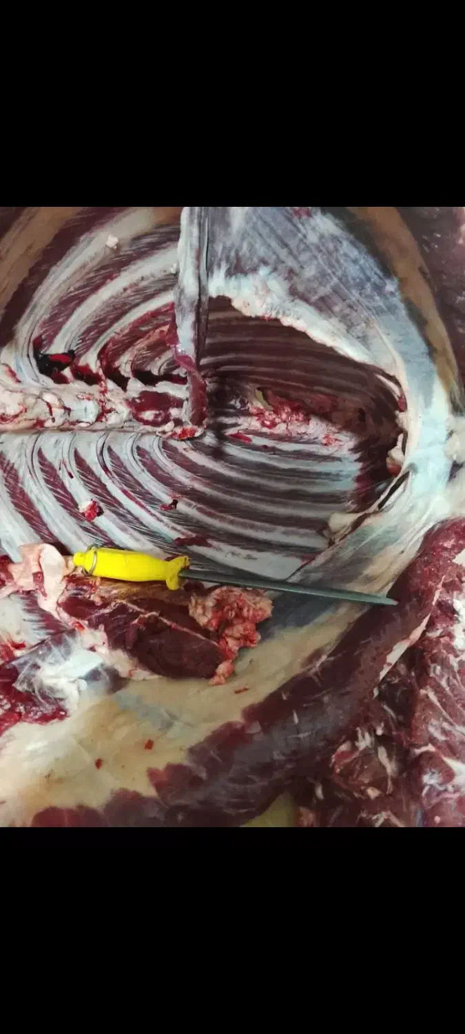 گوشت گرم گوساله 750 و گوشت بره 630|خوردنی و آشامیدنی|شیراز, شهرک گلها|دیوار