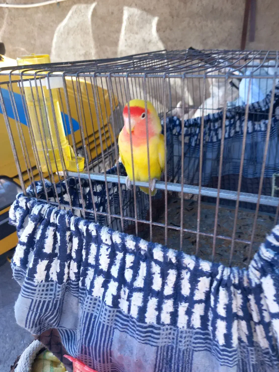 طوطی برزیلی نر|پرنده|قزوین, |دیوار