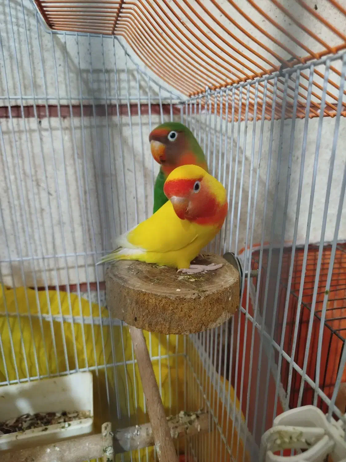 یک جفت طوطی برزیلی|پرنده|قزوین, |دیوار