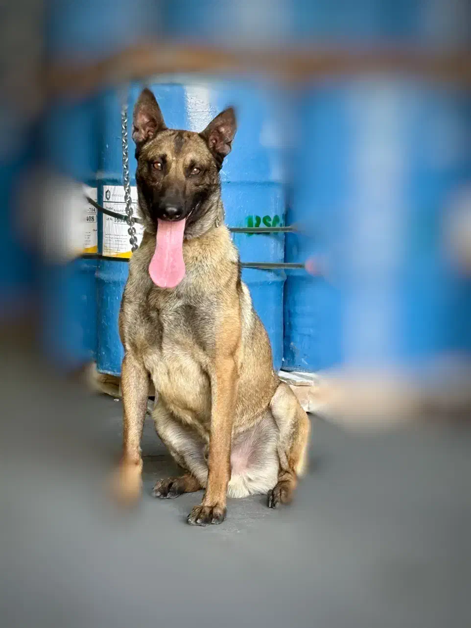 نر ۲ ساله مالینویز اماده جفتگیری|سگ|بروجرد, |دیوار