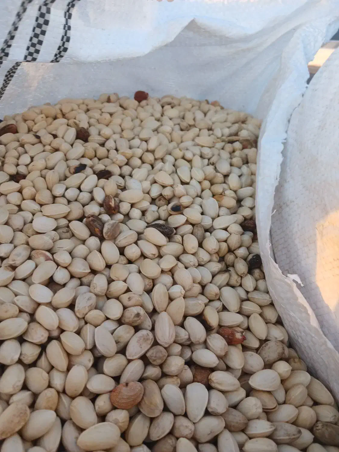 خرید پسته پوک رابی|خدمات باغبانی و درختکاری|رفسنجان, |دیوار