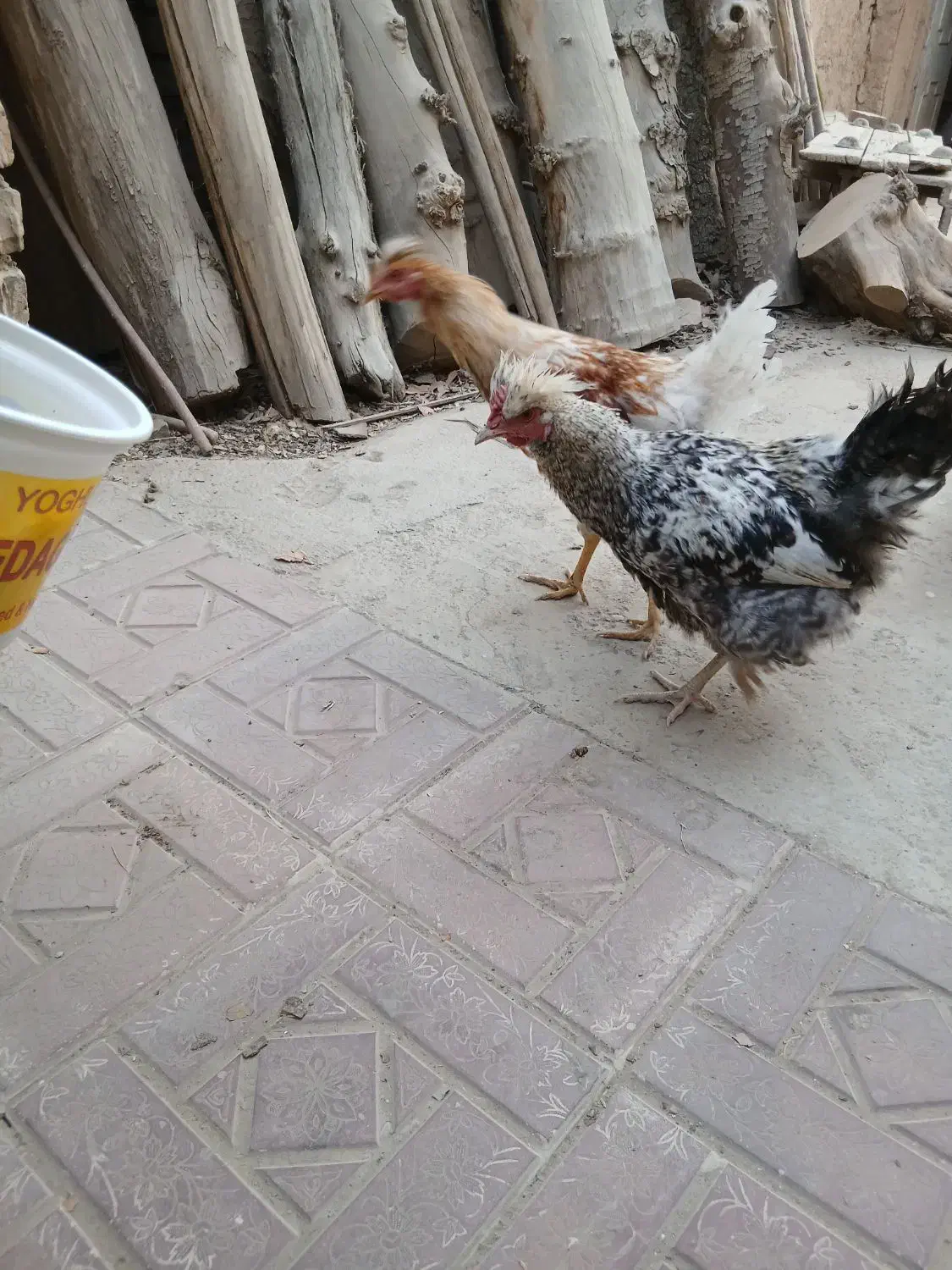 مرغ تخمکن ودو خروس درشت جوان ۷ماه|حیوانات مزرعه|خمینی‌شهر, |دیوار