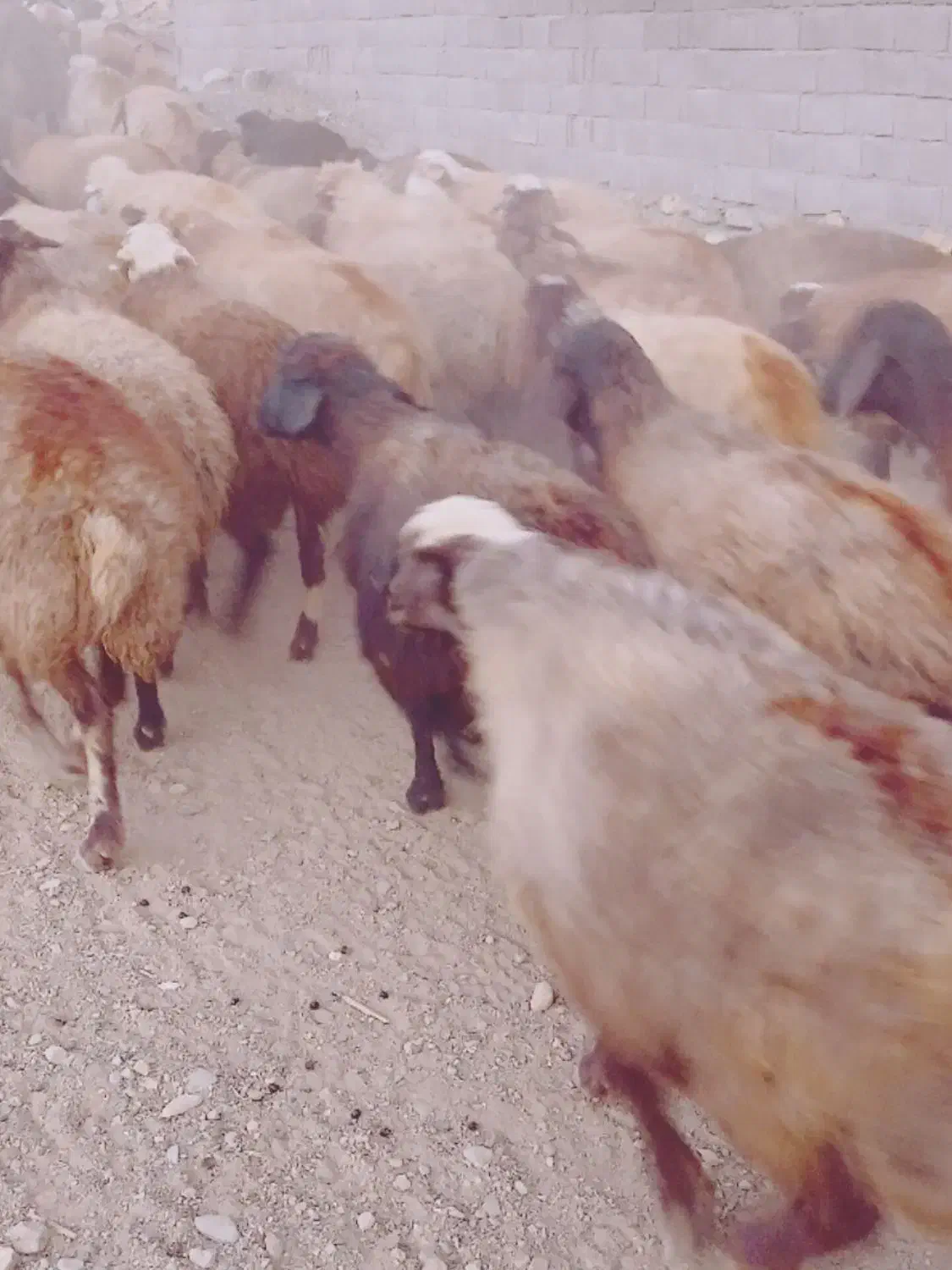 ۶۰راس گوسفند آبستن جوان با۴راس بره|حیوانات مزرعه|موچش, |دیوار