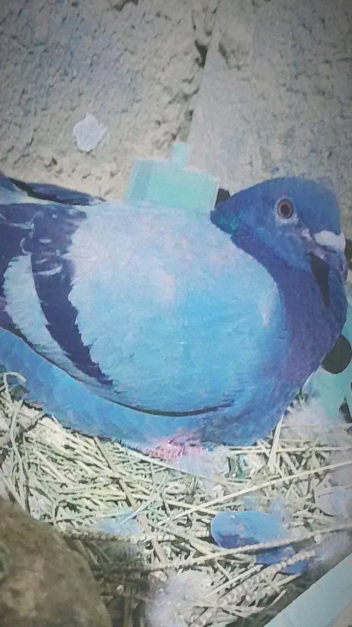 2000|پرنده|هیرمند, |دیوار