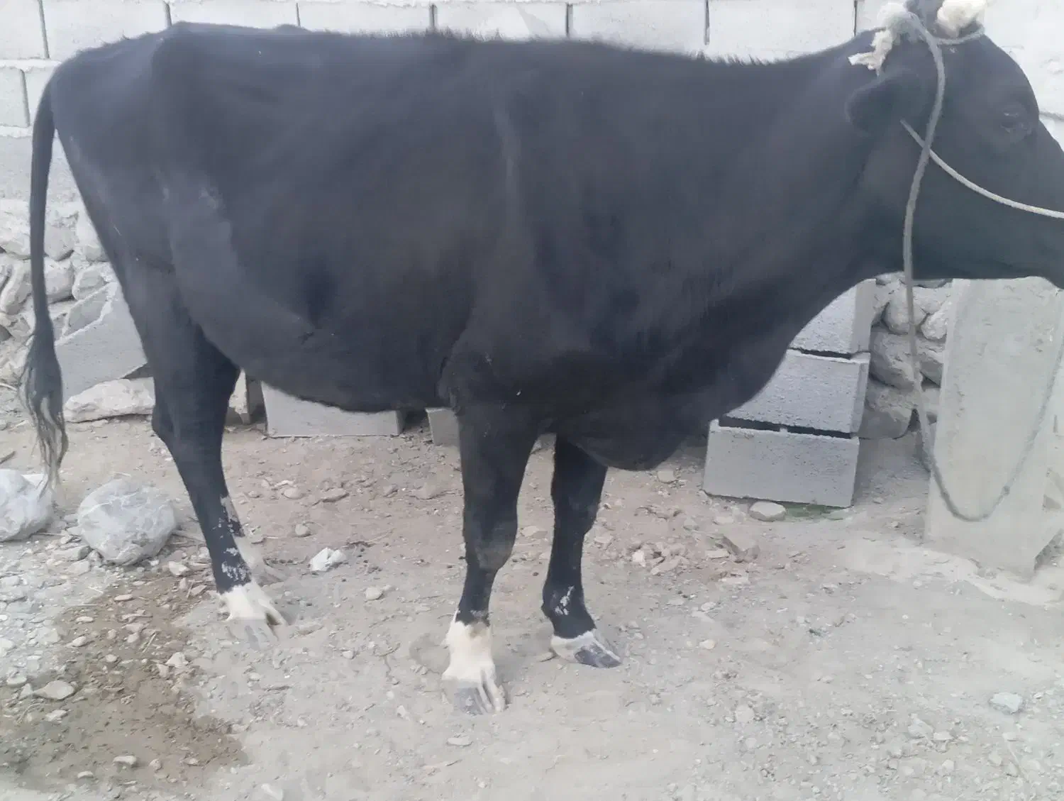 گاو هیکلی خارجی شیری فروش فوری|حیوانات مزرعه|دامن, |دیوار