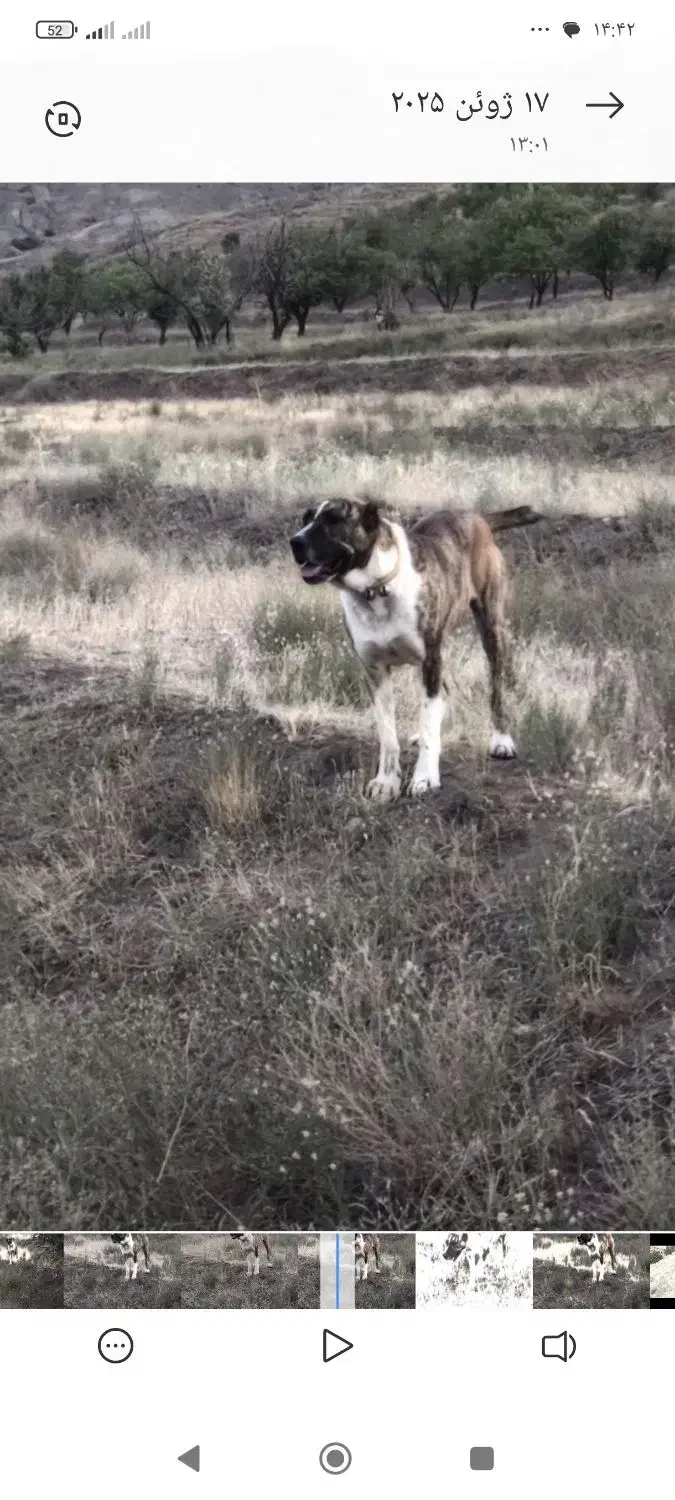 سگ گلگی|سگ|فریمان, |دیوار