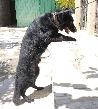 فروش ژرمن مشکی توله بالغ درشت اصیل|سگ|کرج, عظیمیه|دیوار