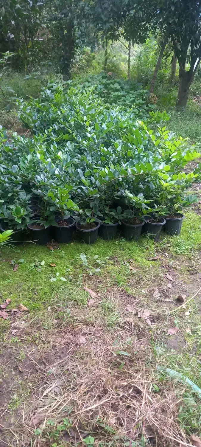 یاس هلندی سطل ۳نیم|خدمات باغبانی و درختکاری|رودسر, |دیوار