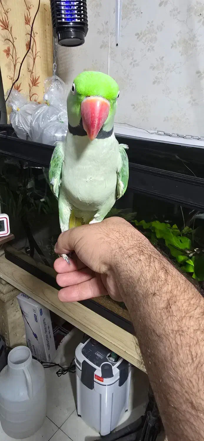 جفت شاه طوطی.|پرنده|شیراز, شهرک فرزانگان|دیوار