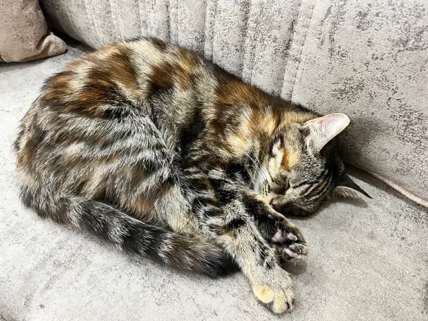 گربه گمشده|گربه|یزد, |دیوار