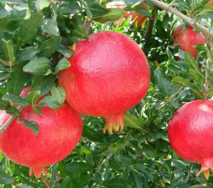 نهال انار|خدمات باغبانی و درختکاری|گرمی, |دیوار