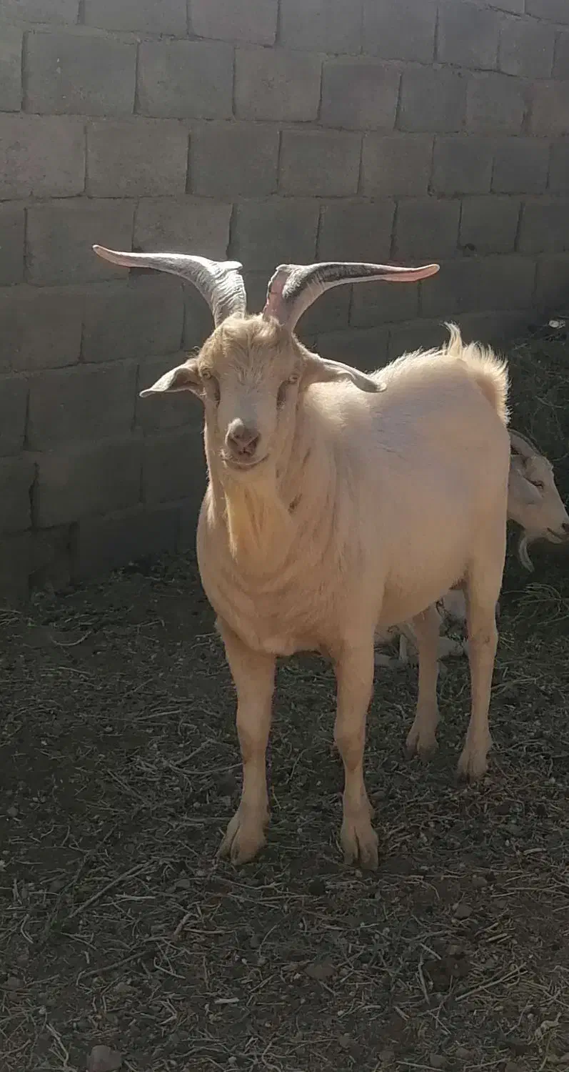 نربزسانن فروشی|حیوانات مزرعه|زاوه, |دیوار