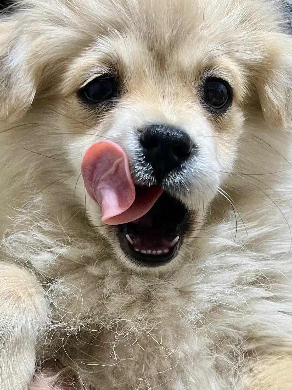 پامرین اصیل|سگ|ورامین, ورامین|دیوار