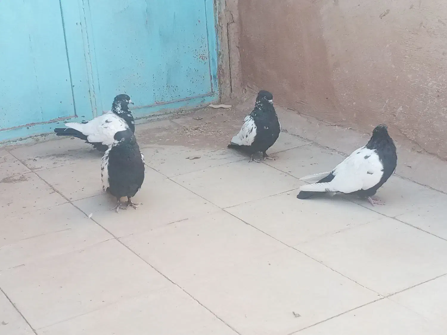 پلنگ و سینه گلی و سینه سیاه|پرنده|رفسنجان, |دیوار