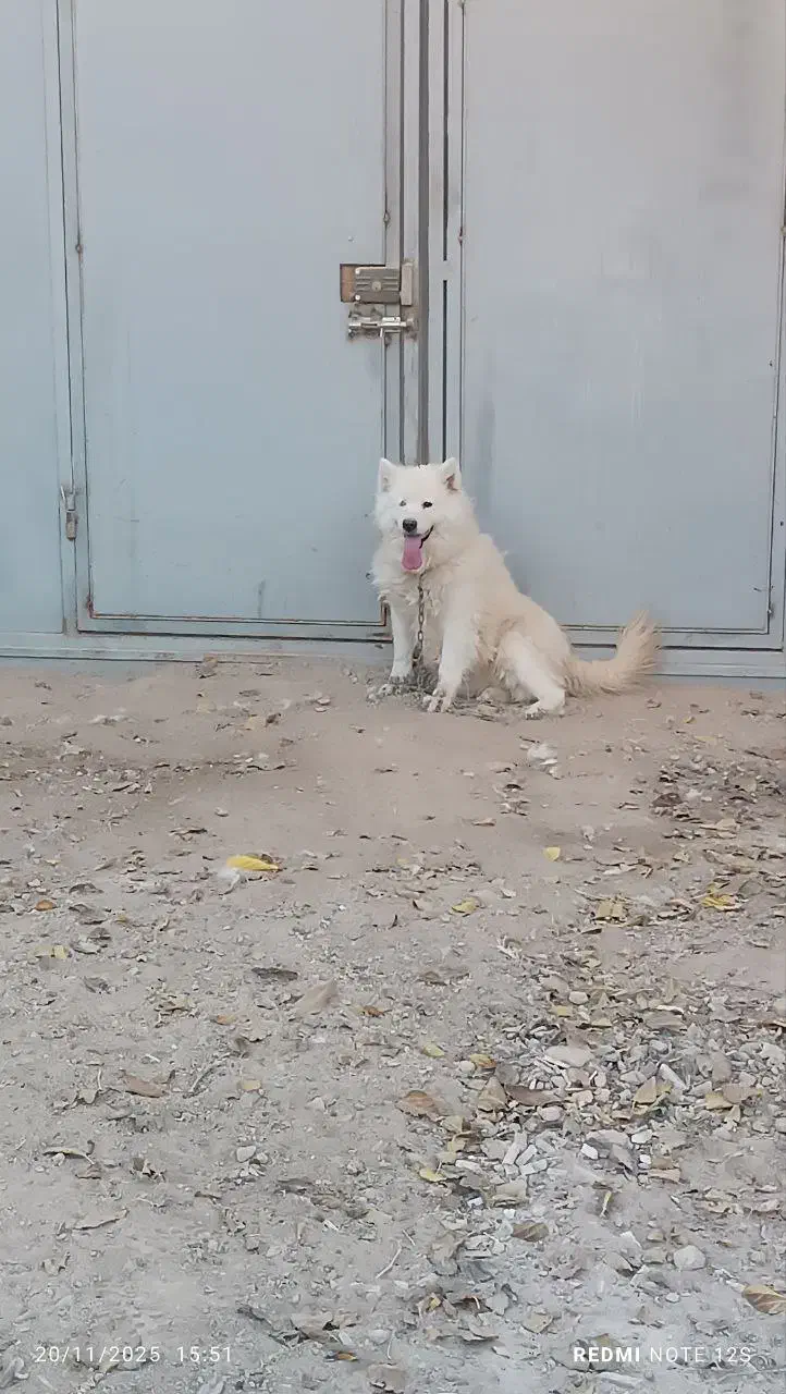 سگ ساموئید سامویید ماده اصیل|سگ|بجنورد, |دیوار