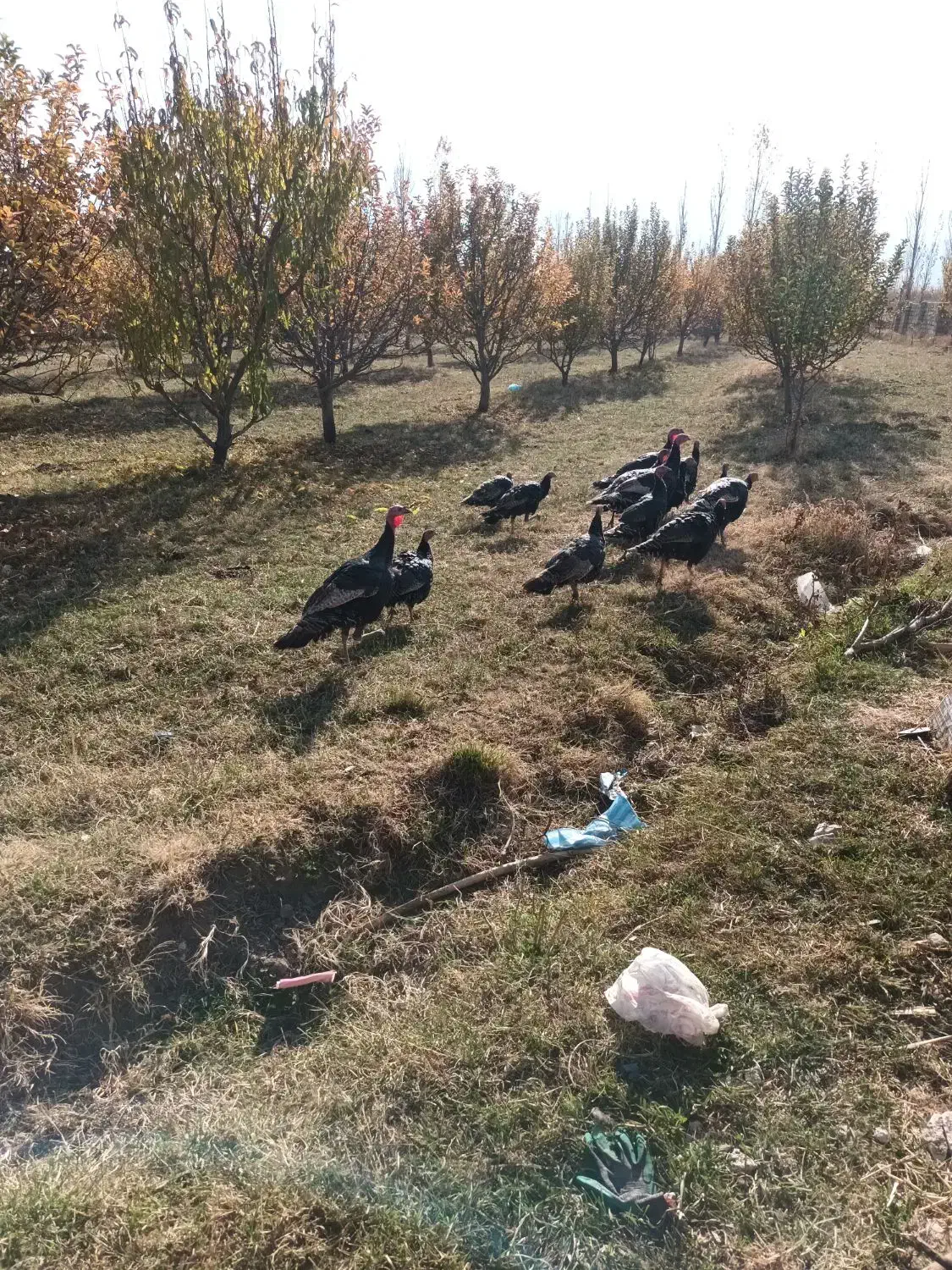 بوقلمون هندشقا|حیوانات مزرعه|صومای برادوست, |دیوار