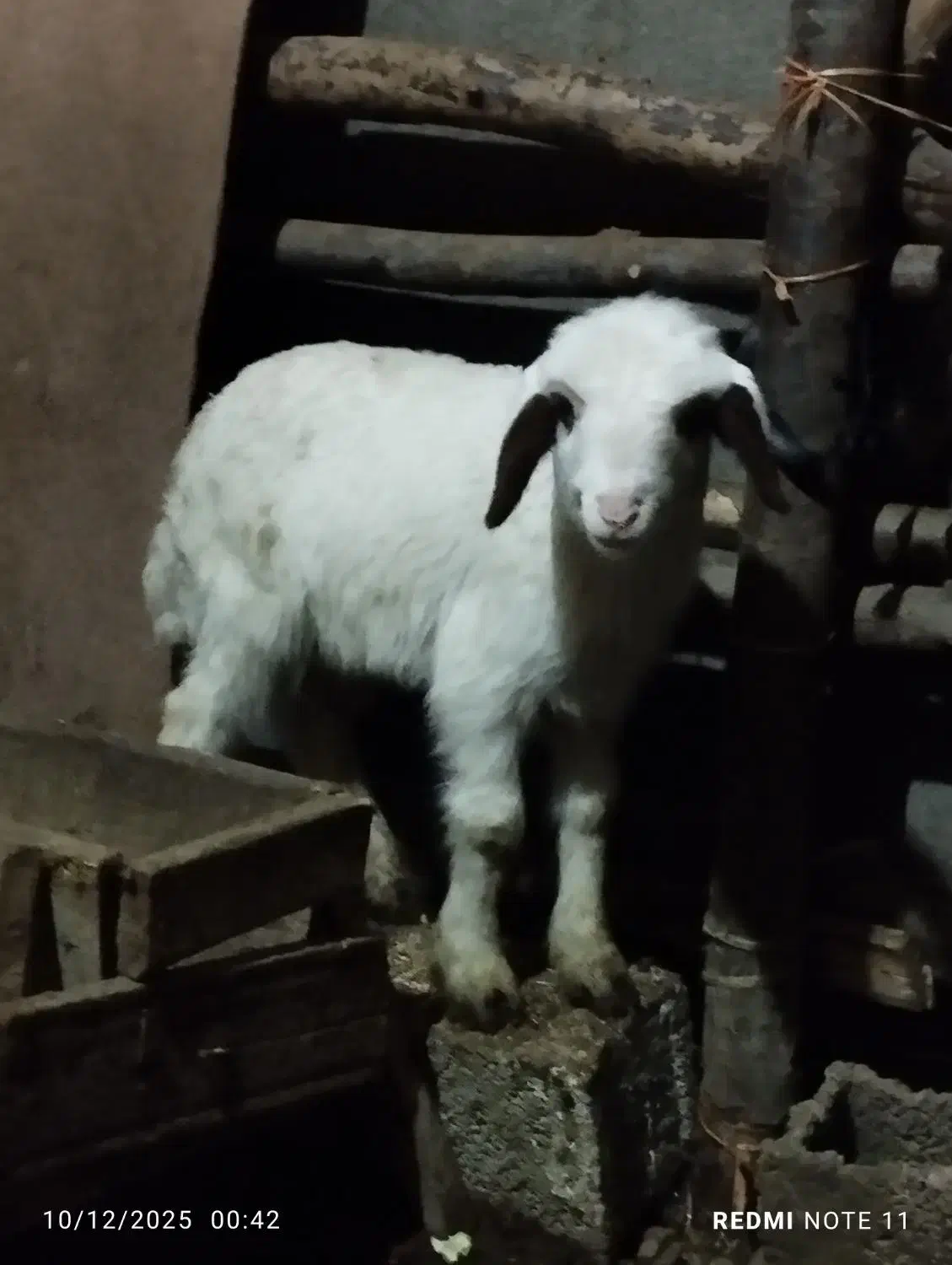 ن نر بره سالم|حیوانات مزرعه|سرخنکلاته, |دیوار
