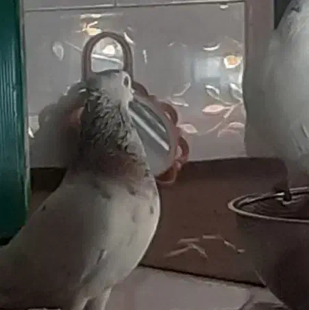 گمشده تخم داره فردا یا پس فردا جوجه هاش درمیان|حیوانات|میانه, |دیوار