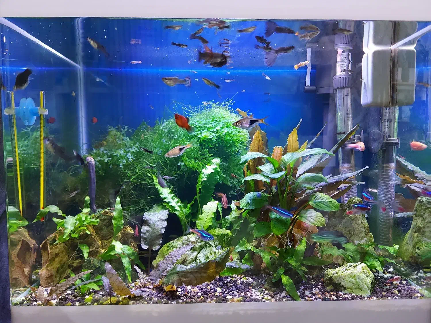 آکواریوم گیاهی|ماهی|همدان, |دیوار