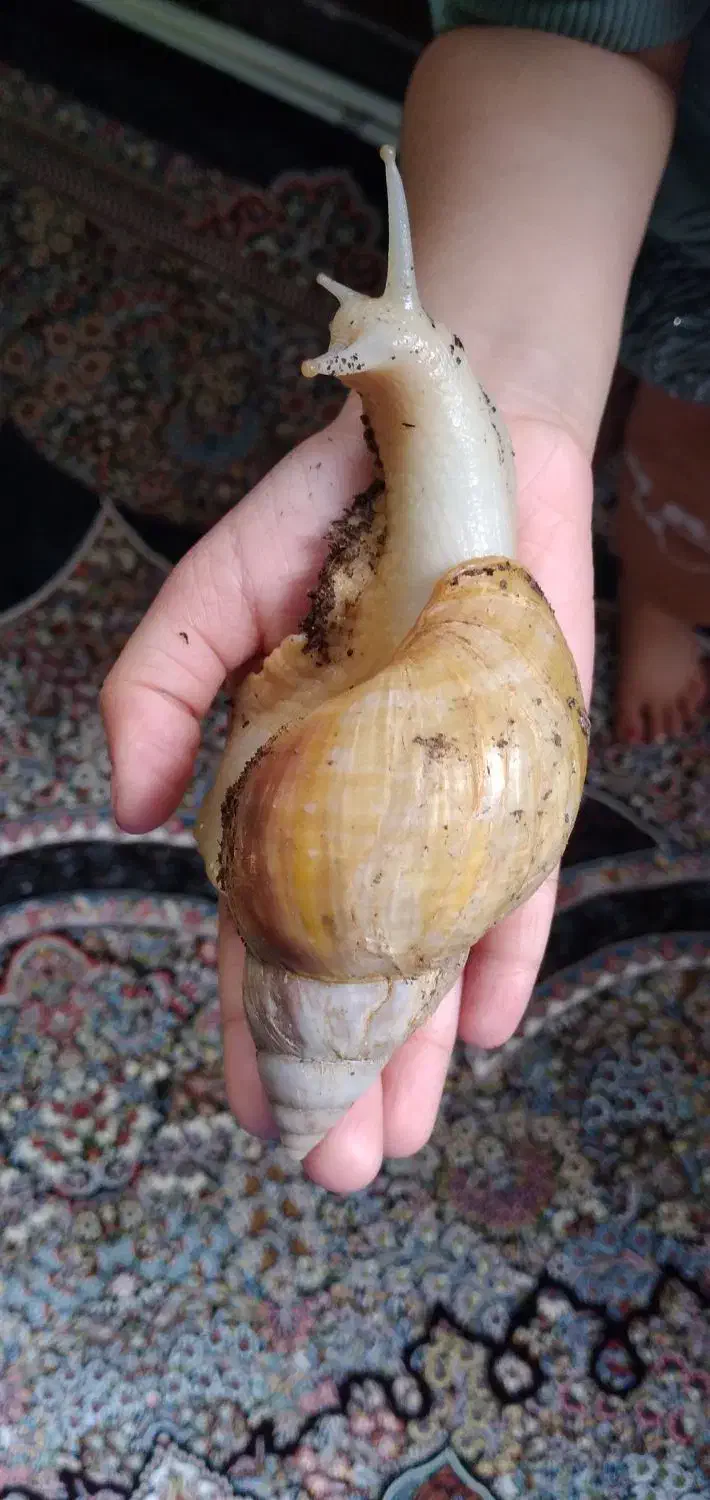 حلزون|خزنده|بروجرد, |دیوار