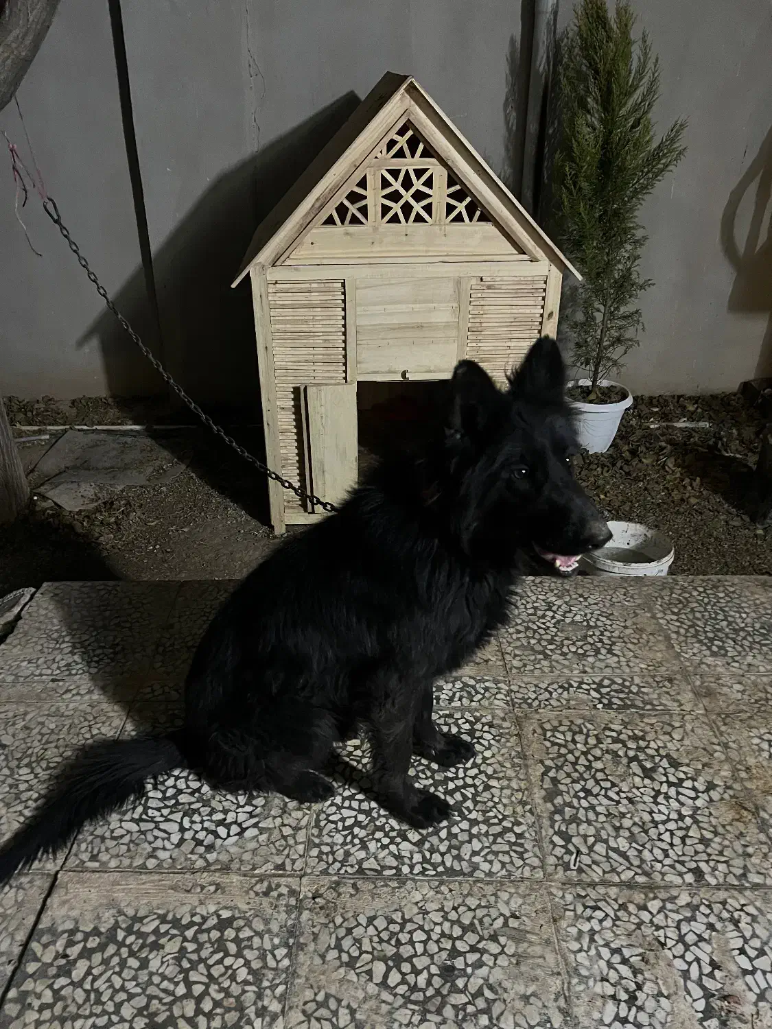 سگ ژرمن بلک|سگ|قم, شهرک قدس|دیوار