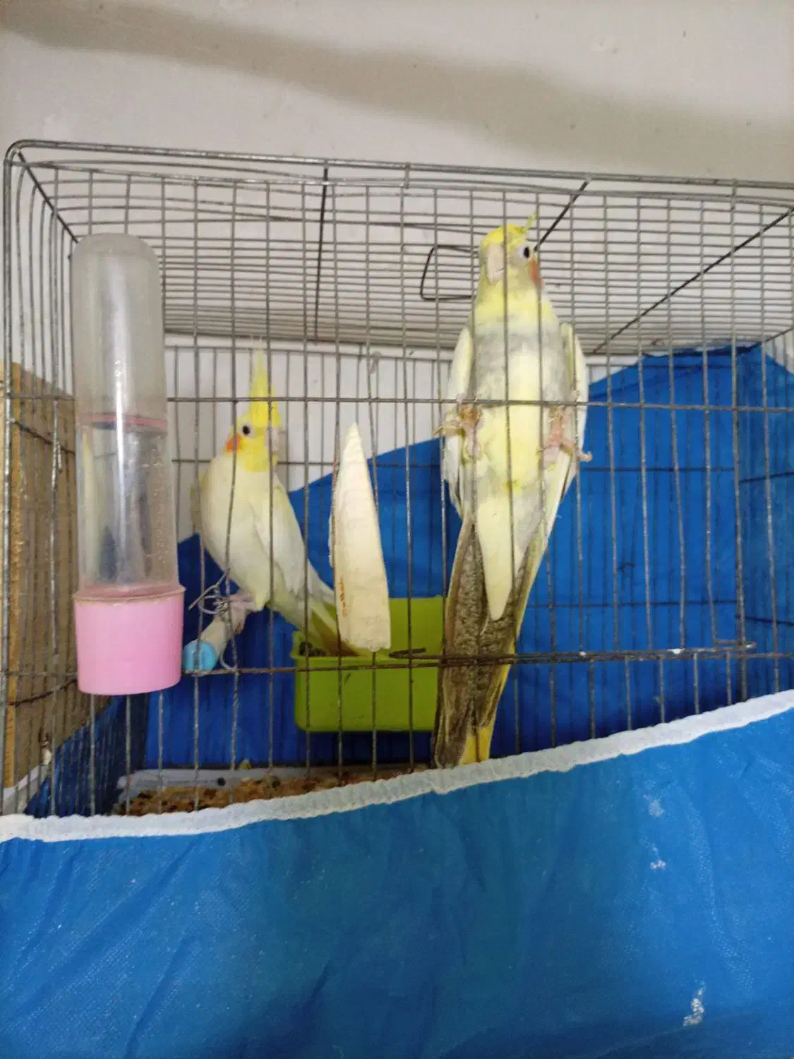 پرنده بسیار سالم|پرنده|رشت, نخودچر|دیوار