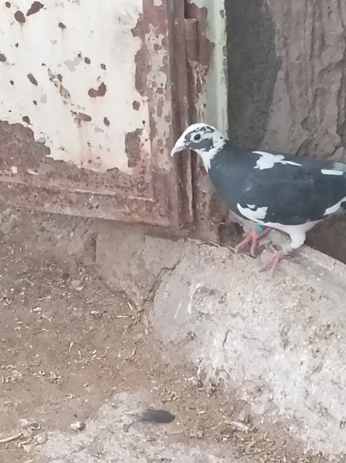 کبوتر فروشی|پرنده|تایباد, |دیوار