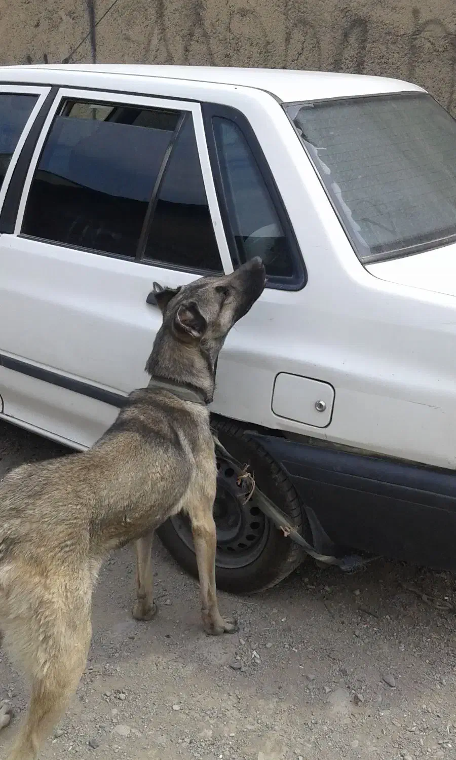 سگ ماده سرابی|سگ|شهریار, شهرک شاهد|دیوار