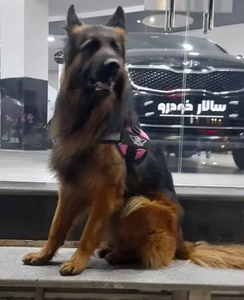 ژرمن نر یکسال گذشته گم شده|سگ|سیرجان, |دیوار