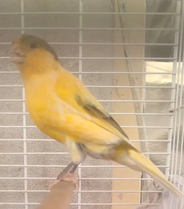 قناری نر|پرنده|الوند, |دیوار