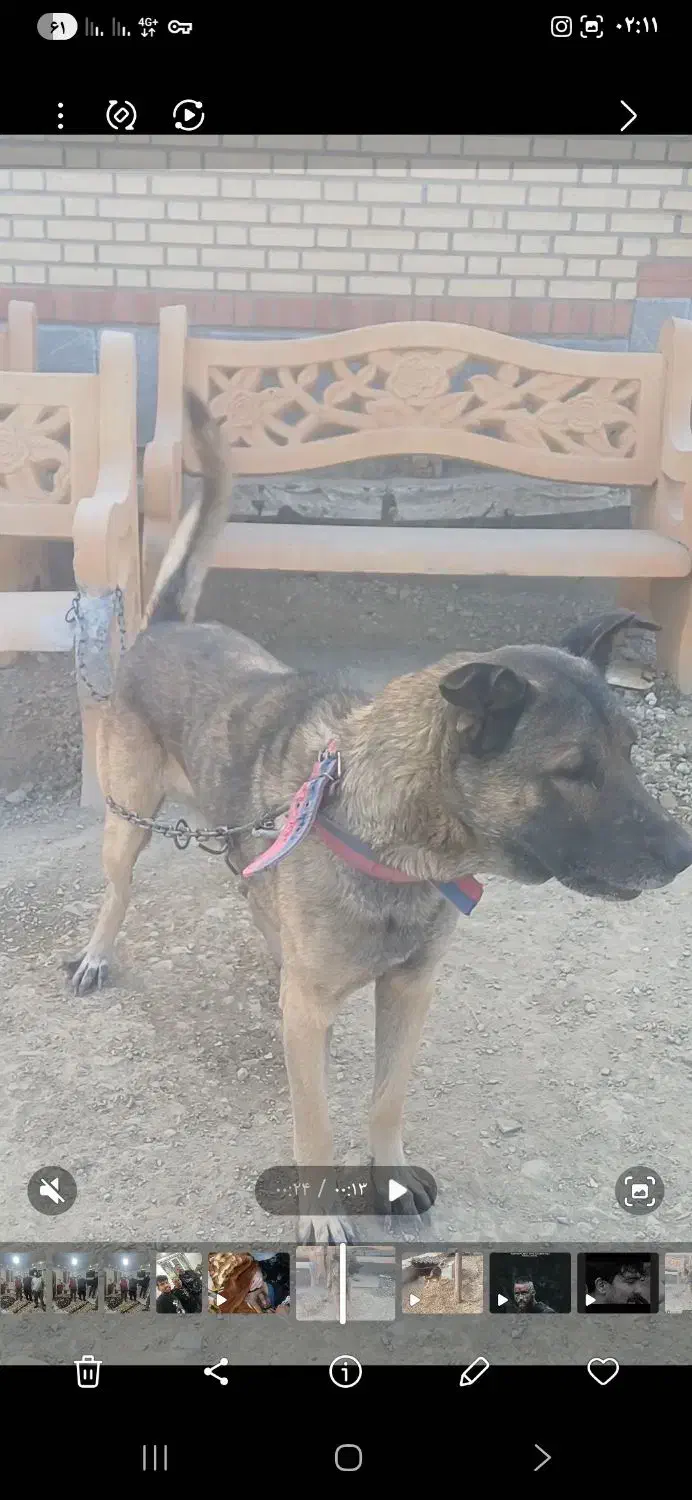 واگذاری|سگ|صباشهر, |دیوار