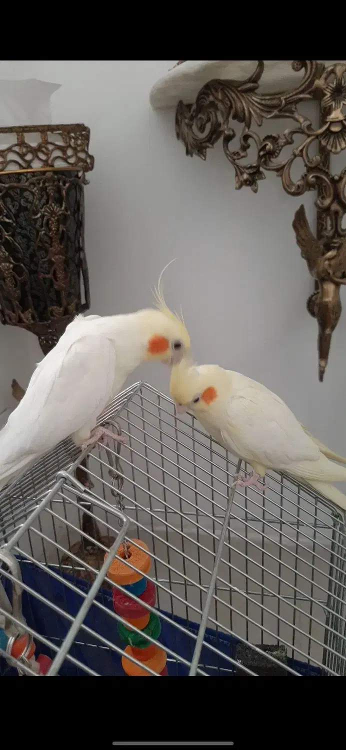 عروس هلندی|پرنده|چهاردانگه (تهران), |دیوار