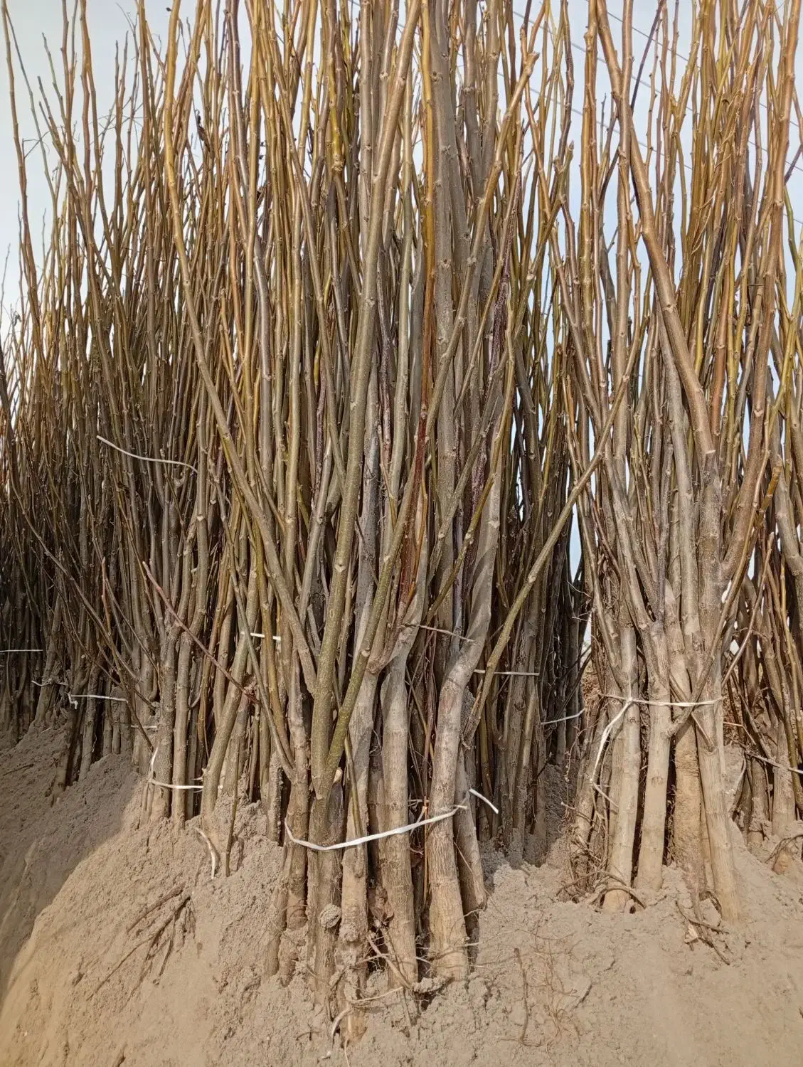 نهالستان فروش نهال های گردو بادام و صنوبر|خدمات باغبانی و درختکاری|تاکستان, |دیوار