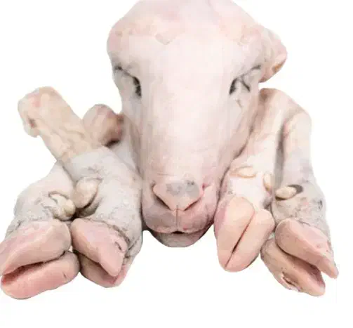 کله پاچه بهداشتی|خوردنی و آشامیدنی|مشهد, کوشش|دیوار