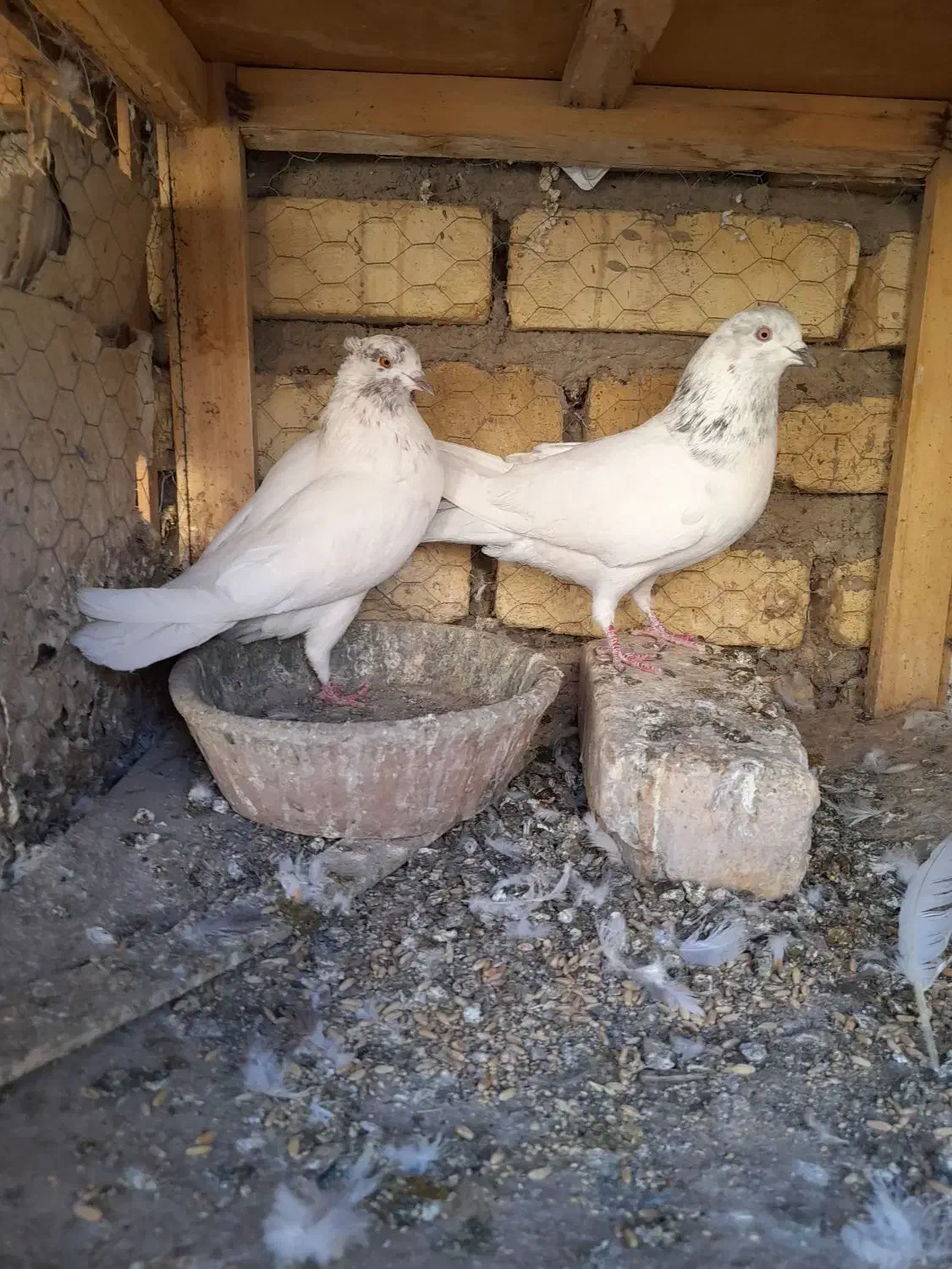 جفت کله دار ارسالی کبوتر|پرنده|کاشان, پشت شهربانی|دیوار